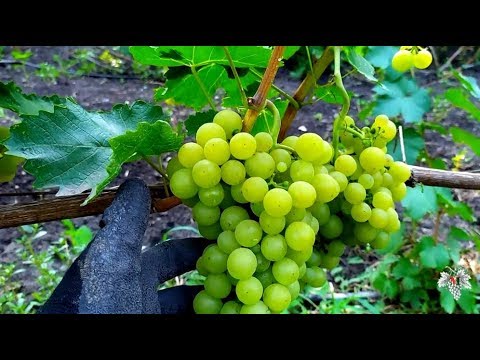 Видео: Почему НЕ РАБОТАЮТ ПРЕПАРАТЫ против БОЛЕЗНЕЙ на Винограднике