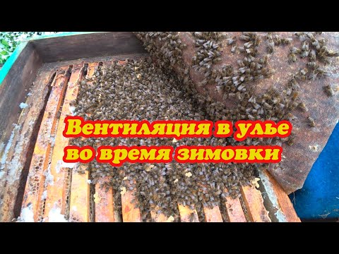 Видео: ВЕНТИЛЯЦИЯ В УЛЬЕ ВО ВРЕМЯ ЗИМОВКИ, КАК МЫ ДЕЛАЕМ