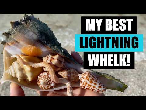 Видео: Пойдёмте со мной на поиски, и я опознаю всё, что найду! Остров Кивейдин, Флорида.