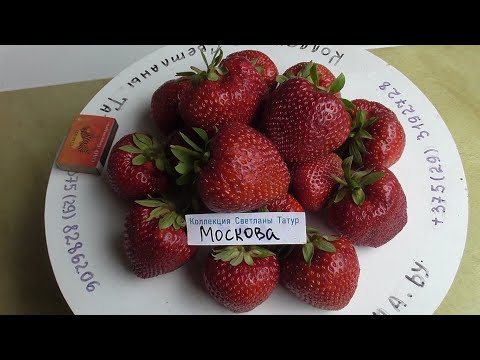 Видео: МОСКОВА. Сладкая клубника с ярким ароматом лесной земляники. / Коллекция Светланы Татур.