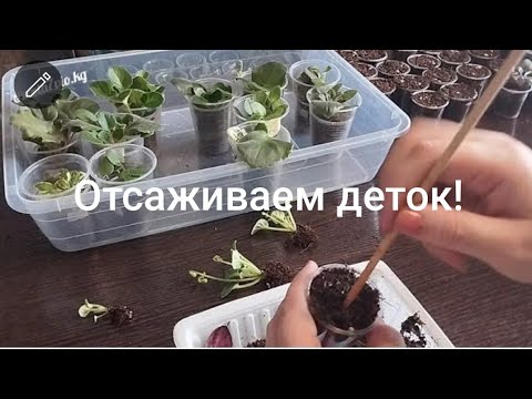 Видео: Фиалки! Пришло время отсадить деток💃🏻