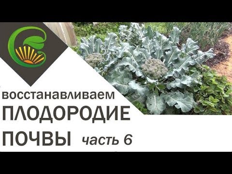 Видео: Как я сделала почву плодородной. Часть 6