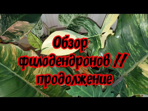 Видео: Обзор филодендронов // продолжение
