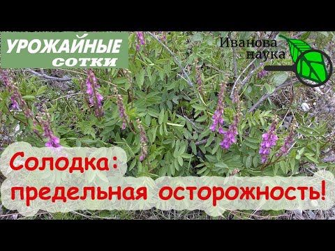 Видео: Опасная полезная... СОЛОДКА! Будьте осторожны! Популярное средство от кашля - с подвохом!