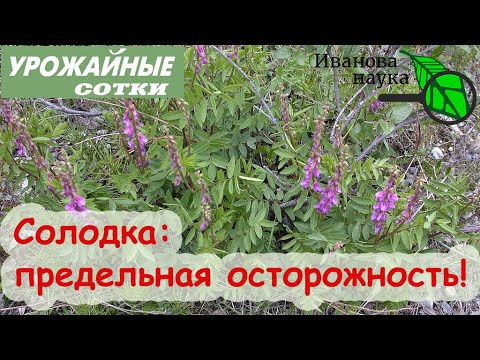 Видео: Опасная полезная... СОЛОДКА! Будьте осторожны! Популярное средство от кашля - с подвохом!