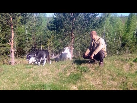 Видео: Немного о заготовке дров самовывозом /Жизнь в деревне