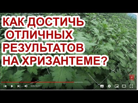 Видео: КАК ДОСТИЧЬ ОТЛИЧНЫХ РЕЗУЛЬТАТОВ НА ХРИЗАНТЕМЕ?