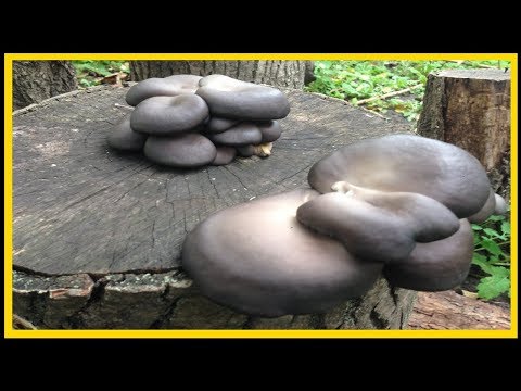 Видео: Выращивание грибов в саду  на пеньках