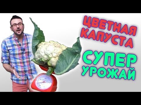 Видео: Цветная капуста будет супер!!! Все секреты от посева до урожая.