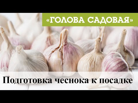 Видео: Голова садовая - Подготовка чеснока к посадке