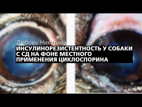 Видео: Инсулинорезистентность у собаки с СД на фоне местного применения циклоспорина