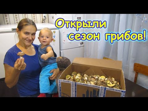 Видео: Собираем маслята. Поиски рыжиков и др. грибов. (08.18г.) Семья Бровченко.