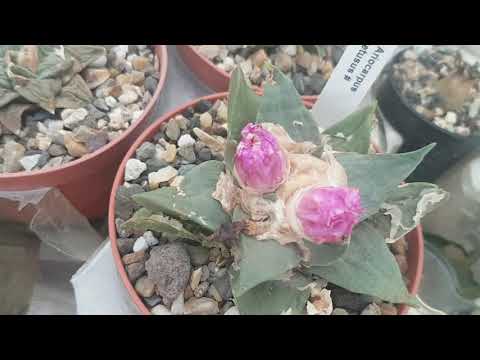 Видео: Ариокарпусы.Цветение ариокарпусов. Rarität cacteen. 314