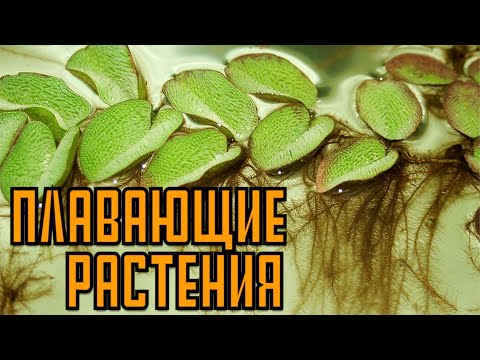 Видео: Плавающие аквариумные растения | Полезные растения в аквариуме | Аквариумные растения