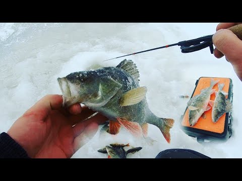 Видео: Зимняя рыбалка на Ладожском озере в январе. Дубно.Ловим окуня. Погода жесть.