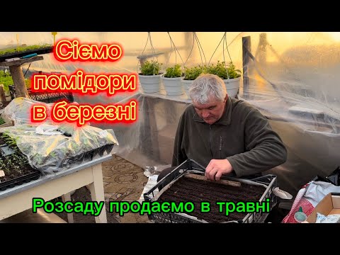 Видео: Сіємо помідори на розсаду в ящики. Вирощуємо розсаду для продажу.
