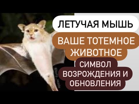 Видео: ЛЕТУЧАЯ МЫШЬ- ваше тотемное животное# символ возрождения и обновления#?