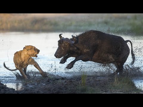 Видео: Африканская стенобитная машина- БУЙВОЛ В ДЕЛЕ! Буйволы против львов, крокодилов, носорогов и слонов!