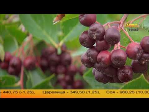 Видео: Трудности пред производителите на арония в България