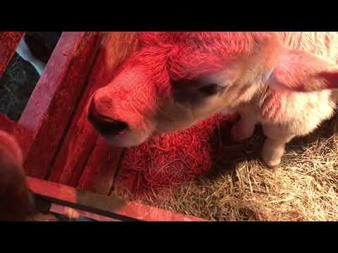 Видео: Эксперимент!Через месяц узнаём результат