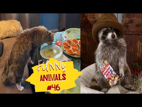 Видео: Смешные ЕНОТЫ, ПАНДЫ, СОБАКИ #46 / Ржачные животные 2024.