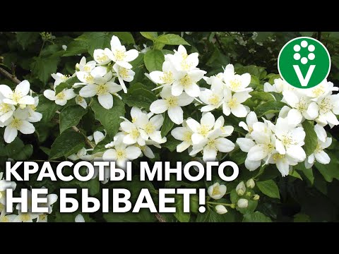 Видео: ЧУБУШНИКИ – КАКИЕ ВЫБРАТЬ, ГДЕ ПОСАДИТЬ? Для белоснежной прохлады в разгар лета