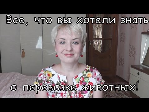 Видео: FlyLady / Флайледи. Авиаперевозка домашних животных  || SuperLapkin
