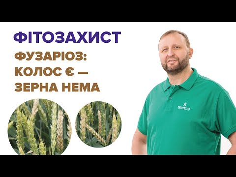 Видео: Фузаріоз колосу: як врятувати врожай - помилки агрономів