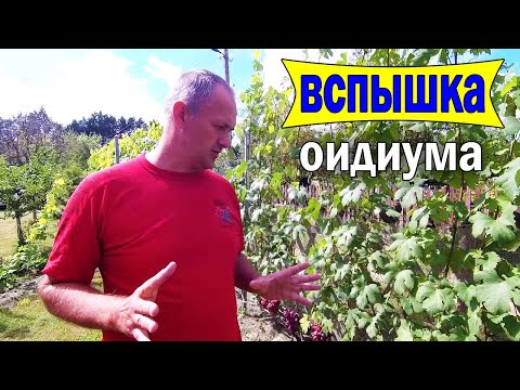 Видео: 🔴🔴Опять химия. Оидиум на винограде. Оидиум винограда лечение.