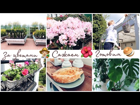 Видео: САДОВО-ЦВЕТОЧНЫЙ ВЛОГ 👩🏼‍🌾 ЗА ЦВЕТАМИ 💐 САЖАЕМ ЦВЕТЫ 🌺 УХОД ЗА РАСТЕНИЯМИ 🍀 ГОТОВИМ ХАЧАПУРИ 🥯