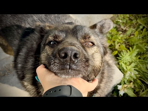 Видео: Взяли старого пса из приюта на доживание