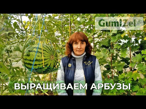 Видео: 🍉 ПРИВИТЫЕ АРБУЗЫ в теплице Подмосковья 🍉 2 УРОЖАЯ за сезон 🍉