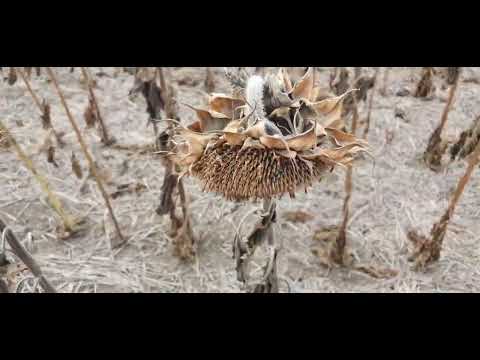 Видео: ЗАСУХА.Уборка подсолнечника по ноу-тилл.Работает ли технология ...