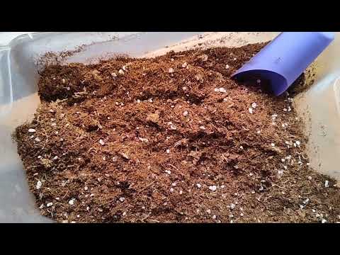 Видео: #бегонии! От листика до кустика! 🧐🤓🤗🌱🪴