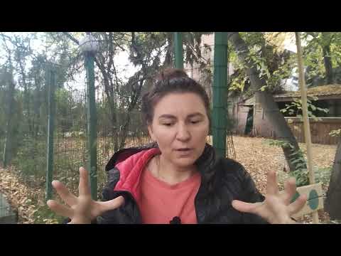 Видео: Эмоции: НЕСПРАВЕДЛИВОСТЬ 