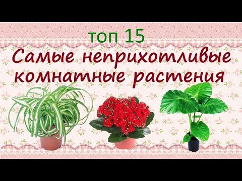 Видео: Самые неприхотливые растения для дома//ТОП15