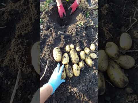 Видео: Картофель королева Анна 