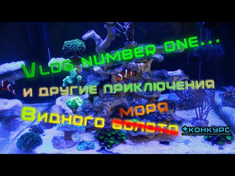 Видео: Vlog #1 и другие приключения Видного моря