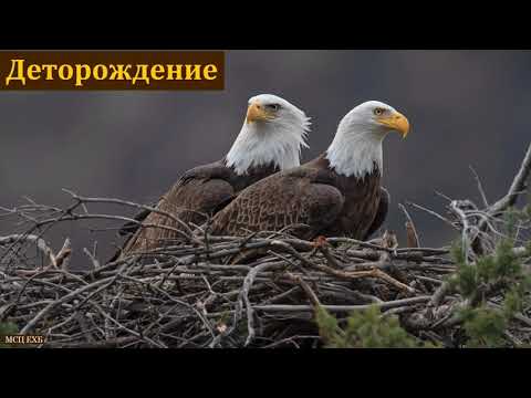 Видео: "Тема о деторождении". А. А. Чмых. МСЦ ЕХБ
