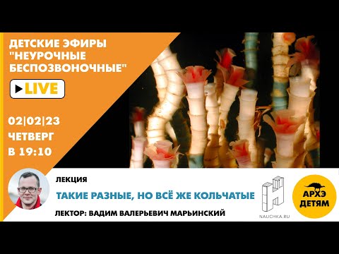 Видео: Детский эфир "Такие разные, но всё же кольчатые" курса "Неурочные беспозвоночные" Вадима Марьинского