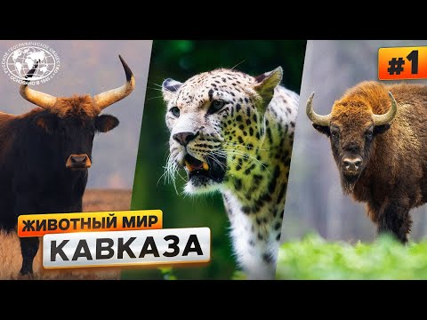Видео: Животный мир Кавказа: чем богаты горы | @Русское географическое общество