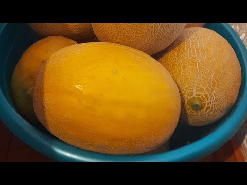 Видео: Дыня МАНУЭЛА F1 (НЕВО)