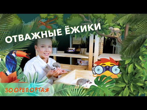 Видео: Чем домашние ежики отличаются от лесных? О декоративных карликовых африканских ежах!