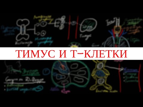Видео: Тимус и Т-клетки
