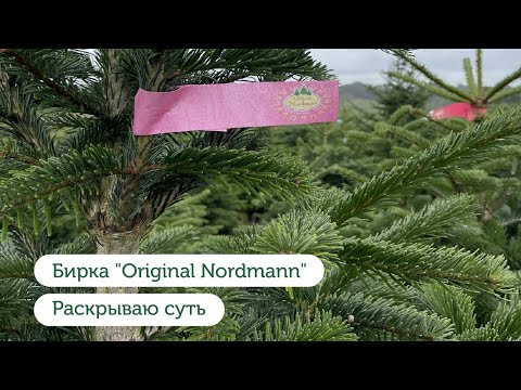 Видео: Пихта Нордмана. Original Nordmann. Честно о бирках.