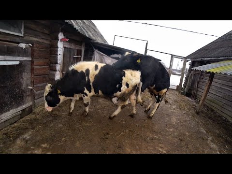 Видео: РАЦИОН ОТКОРМА ПЛОХО РАСТУЩИХ БЫКОВ БЫК ОТСТАЁТ В РОСТЕ