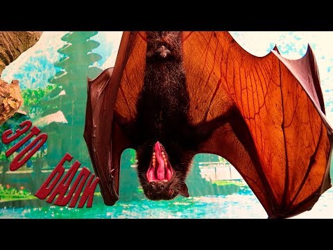 Видео: ПО ДОРОГЕ В СЕМИНЬЯК|УДИВИТЕЛЬНЫЙ ЗООПАРК|ШОКОЛАДНАЯ ФАБРИКА|МЕНЯ ПЕРЕПОЛНЯЮТ ЭМОЦИИ|БАЛИ|ИНДОНЕЗИЯ