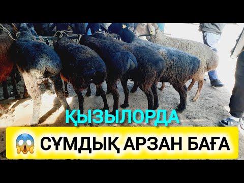 Видео: ҚЫЗЫЛОРДА МАЛ БАЗАРЫ, ҚОШҚАР ҚОЗЫЛЫ ҚОЙ ЛАҚТЫ ЕШКІ БАҒАЛАРЫ.
