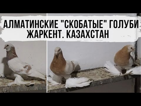Видео: Алматинские "скобатые" бойные голуби. Казахстан, г. Жаркент (Панфилов). Tauben. Pigeons.