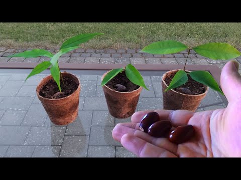 Видео: Выращивание личи из семян